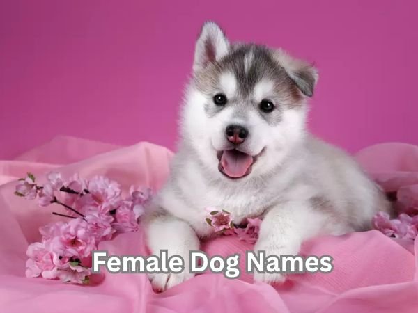 Female Dog Names