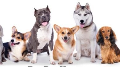 Boy Dog Names