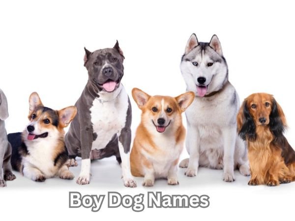 Boy Dog Names