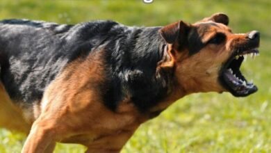 Dominant Dog Behavior