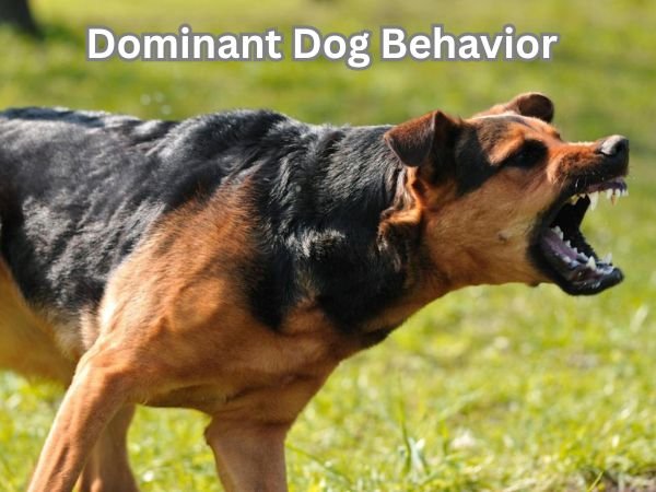 Dominant Dog Behavior