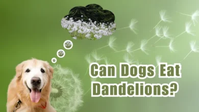 Can Dogs Eat Dandelions?