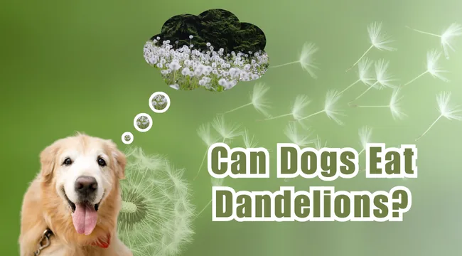 Can Dogs Eat Dandelions?