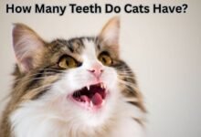 How Many Teeth Do Cats Have?