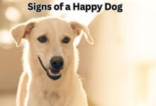 Signs of a Happy Dog