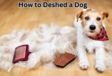 How to Deshed a Dog