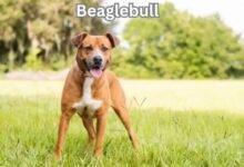 Pitbull Beagle Mix