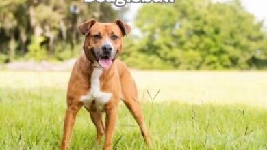 Pitbull Beagle Mix