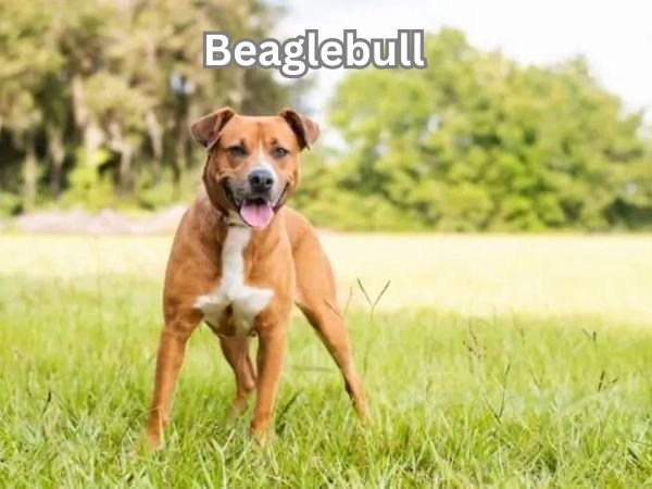 Pitbull Beagle Mix