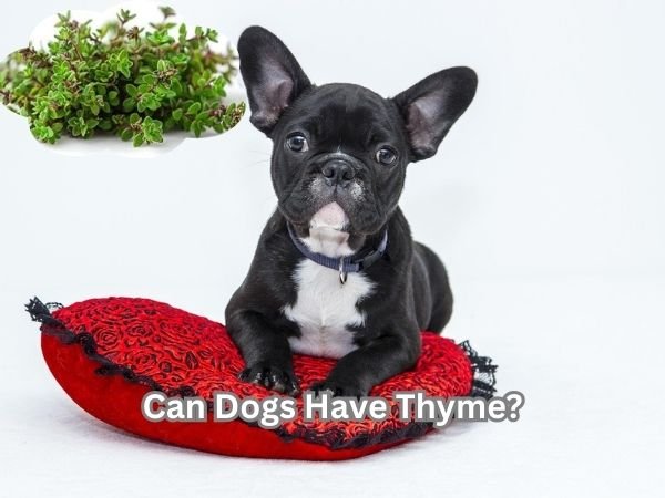Can Dogs Have Thyme