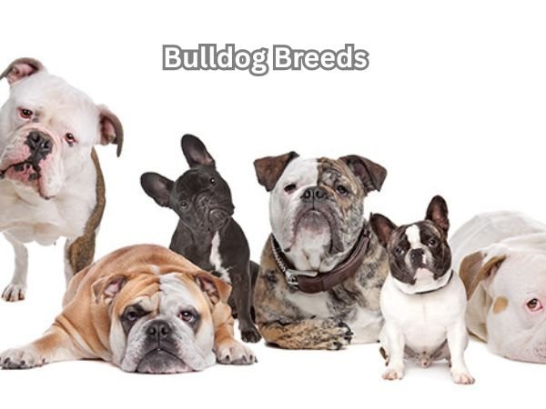 Bulldog Breeds
