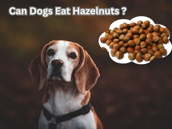 Can Dogs Eat Hazelnuts