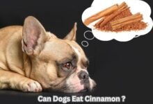 Can Dogs Eat Cinnamon