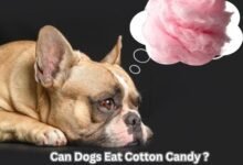Can Dogs Eat Cotton Candy