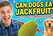 Can Dogs Eat Jackfruit?
