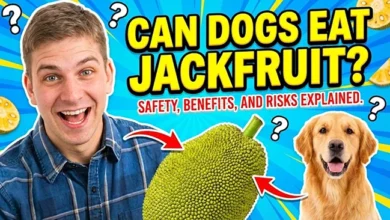 Can Dogs Eat Jackfruit?
