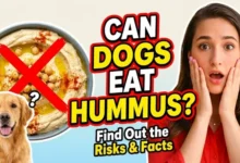 Can dogs eat hummus
