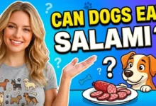Can Dogs Eat Salami?