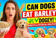 Can dogs eat barley