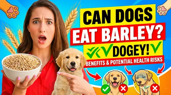 Can dogs eat barley