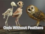 Owls Without Feathers: A Rare and Unsettling Sight Explained-2025