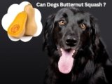 Can Dogs Eat Butternut Squash? 7 Shocking Risks Explained