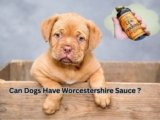 Can Dogs Have Worcestershire Sauce? 4 Safe Alternatives