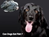 Can Dogs Eat Fish? 4 Amazing Health Benefits Explained