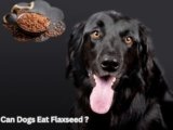 Can Dogs Have Flaxseed? 4 Crucial Safety Tips