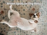 Brown Spots on Dog Belly: 5 Common Causes Explained