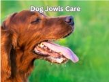 Dog Jowls Care: 7 Shocking Mistakes Owners Often Make
