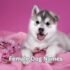Boy Dog Names: 25 Powerful Names Your Pup Will Love