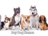 Boy Dog Names: 25 Powerful Names Your Pup Will Love