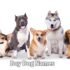 Female Dog Names: 20 Epic Ideas That Are Simply Perfect