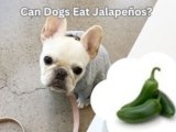 Can Dogs Eat Jalapeños? 6 Surprising Dangers for Dogs
