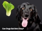 Can Dogs Eat Bok Choy? 7 Amazing Reasons to Try