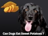 Can Dogs Eat Sweet Potatoes? 7 Amazing Health Benefits