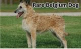 Rare Belgium Dog: Why This Breed Is So Hard to Find in 2025
