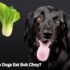 Can Dogs Eat Dandelions? 5 Surprising Benefits for Your Pet