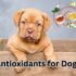 Vitamin C for Dogs: Benefits, Dosage, and Safe Sources
