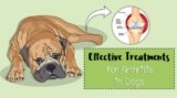Arthritis in Dogs- Natural & Other Treatments Guide