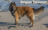Belgian Tervuren Puppy Guide: Training, Care, and Growth Stages in 2025