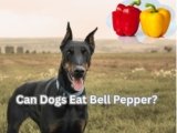 Can Dogs Eat Bell Pepper? 5 Amazing Health Benefits
