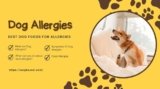 5 Best Dog Food for Allergies in 2023