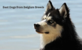 Best Dogs from Belgium Breeds: A Guide to Belgian Canine Excellence-2025