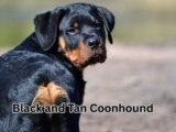 Black and Tan Coonhound: 6 Must-Know Grooming Tips