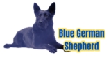 10 Things You Need to Know About Blue German Shepherd