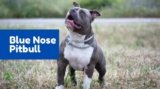 Discovering the Enigmatic Charm of Blue Nose Pitbulls: What Sets Them Apart
