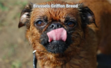 Brussels Griffon Breed Profile: Understanding Their Unique Appearance-2025