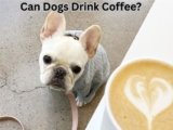 Can Dogs Drink Coffee? 6 Serious Health Risks Explained